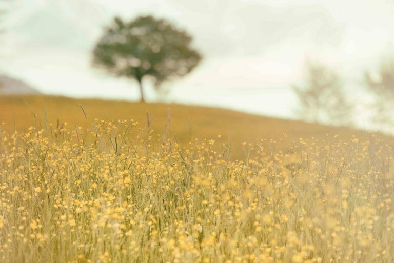 Flowers in a field